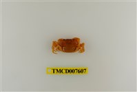 藏品(蔡氏澤蟹)的圖片